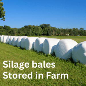 Silage bale in farm