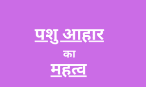 पशु आहार अनुपूरक का महत्व