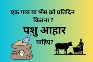 एक गाय या भैंस को प्रतिदिन कितना पशु आहार देना चाहिए?