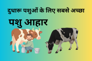 दुधारू पशुओं के लिए सबसे अच्छा पशु आहार कौन सा है?